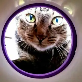 宇宙船よりコンニチハすぎるネコ　　トラさん