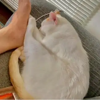 お手てのシワとシワを合わせて幸せすぎるネコ　　丸見さん