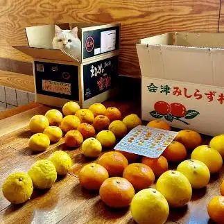 出荷が待ち遠しすぎるネコ　　にゃーさん