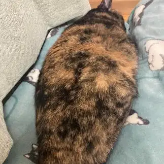 さなぎすぎるネコ　　みかんさん
