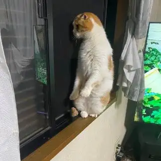 外が気になりすぎるネコ　　マリレオさん