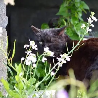 お鼻にお花すぎるネコ　　仙城 彩漓さん
