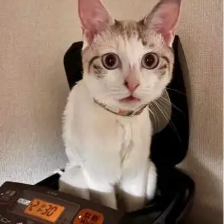 炊飯器にハマりすぎるネコ　　ぽっぽさん