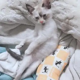 美脚すぎるネコ　　おふじさん