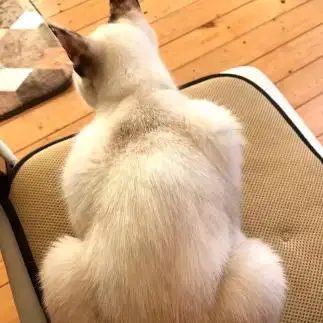 マッチョすぎるネコ　　おふじさん
