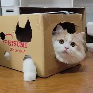 ハマりすぎてるネコすぎるネコ　　しらたまさん
