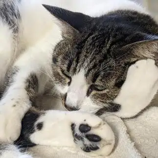 考えすぎるネコ　　ひまわり屋ひまさん