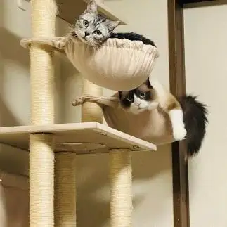 呼んだ？上からすぎるネコ　　こまっちゃんママさん