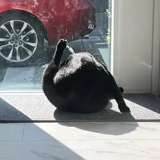 ヨガすぎるネコ　　なおさん