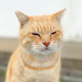絶妙な表情すぎるネコ　　Higuchiさん
