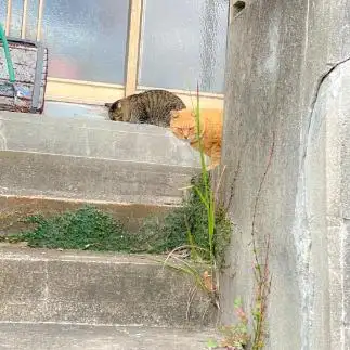メンチ切りすぎるネコ　　Higuchiさん