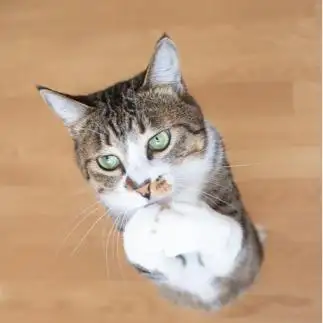 おねだりが上手すぎるネコ　　nyansphotoさん