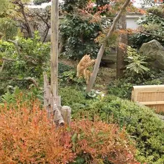 お庭初ジャンプにしては、跳躍力が有りすぎるネコ　　島本陽子さん