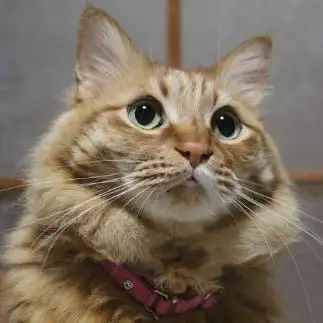 飼い主が躍る即興ダンスを真面目に見すぎるネコ　　島本陽子さん
