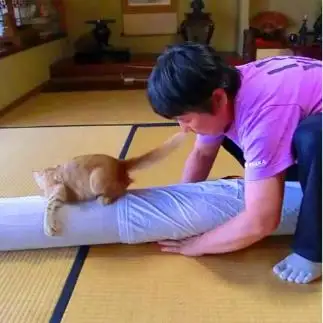 家族に優しさと笑顔いをふりまきすぎるネコ　　島本陽子さん