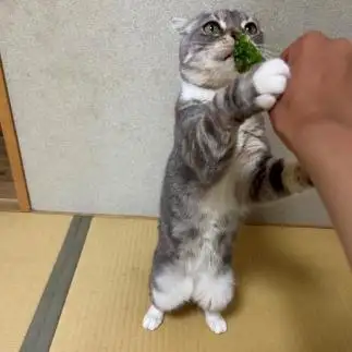 野菜好きすぎるネコ　　こんさわさん