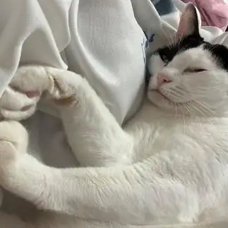 腕ハート?が上手すぎるネコ　　ぼんママさん