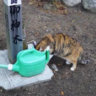 ジョウロになりたすぎるネコ　　服部佳弘さん