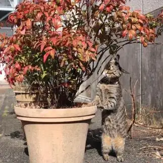 紅葉に興味なさすぎるネコ　　Tzkrsatoruさん