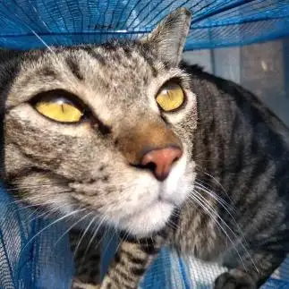 顔のサイズがおかしすぎるネコ　　油猫丸さん