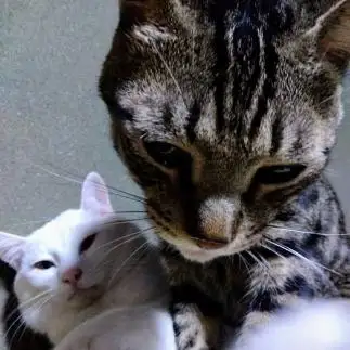 おじゃま虫すぎるネコ　　油猫丸さん