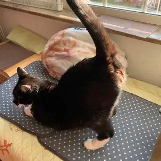 お尻から黄金の輝きを放ちすぎるネコ　　ぼんママさん