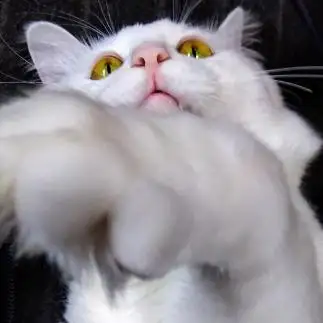 飯の盛りが少なすぎるなんでやね～ん！すぎるネコ　　油猫丸さん