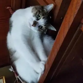 何で?？すぎるネコ　　クロつん♪さん