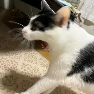 びっくりしすぎるネコ　　くぅちゃんさん