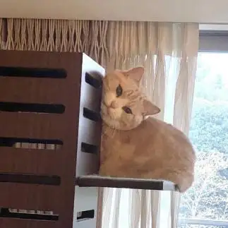 ブックスタンドすぎるネコ　　nekokoko712さん