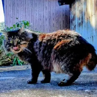 「ここは…俺の縄張だぞ…亅ボス感まるだしすぎるネコ　　油猫丸さん
