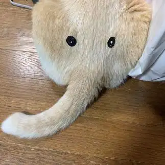 抵抗しなすぎる猫すぎるネコ　　マイアミさん