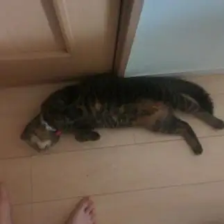 ナデナデされたがりすぎるネコ　　ぜろっぴさん