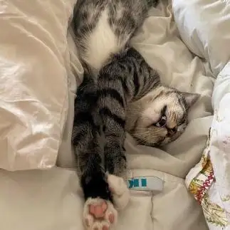 爆睡しすぎる猫すぎるネコ　　大和さん