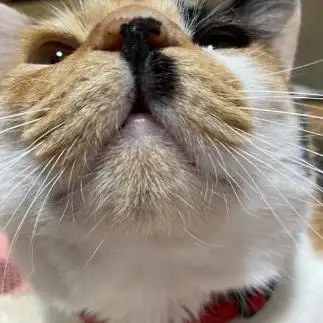 迫力ありすぎるネコ　　サワさん