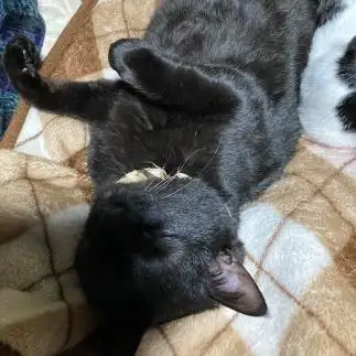 姿勢がよすぎるネコ　　サワさん
