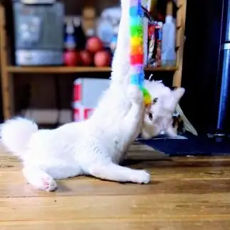 新体操華麗なる決めポーズに酔うナルシストすぎるネコ　　油猫丸さん