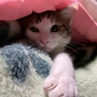 あざとすぎるネコ　　サワさん