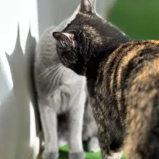 キスしてるみたいな角度すぎるネコ　　カジハラさん