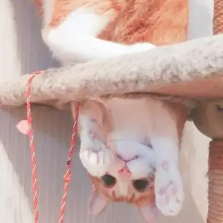 逆さ招き猫すぎるネコ　　t.takaharuさん