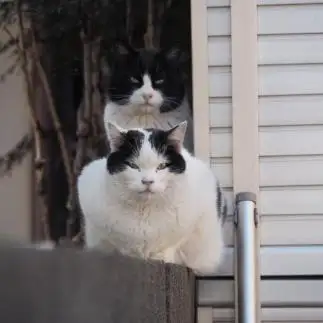 二人羽織ぽくしてみましたすぎるネコ　　黒猫カレンさん
