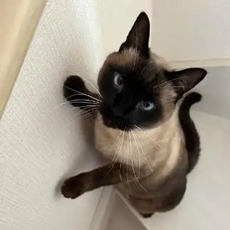 イケメンポーズすぎるネコ　　みゅうさん