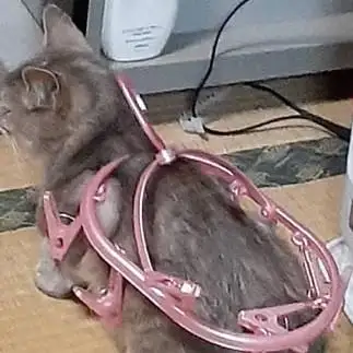 気にしなさすぎるネコ　　よーぐるとさん