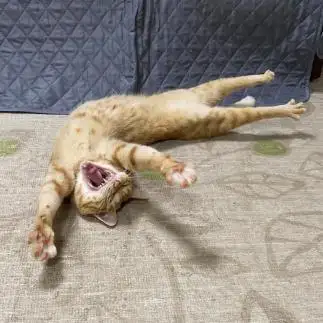 開けっぴろげすぎるネコ　　あきぶーさん