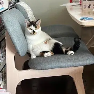 人間すぎるネコ　　きなこさん
