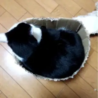 アルミカップのおかずっぽすぎるネコ　　猫乳母さん