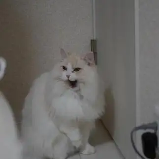 あくびか全力すぎるネコ　　こっちーさん