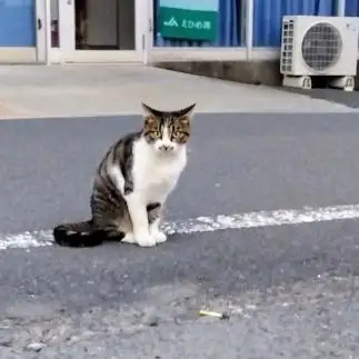 誰じゃ…タバコの投げ捨てしたのは…激おこすぎるネコ　　油猫丸さん