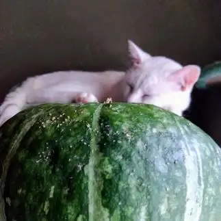 かぼちゃの上で食べ頃を寝て待ちすぎるネコ　　油猫丸さん