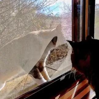 せつなすぎるネコ　　たぬきねこさん